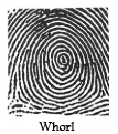 SPB-whorl.jpg