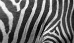 SPB-zebra.jpg